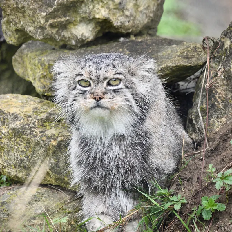 A photograph of Atlan in Port Lympne Wild Animal Park