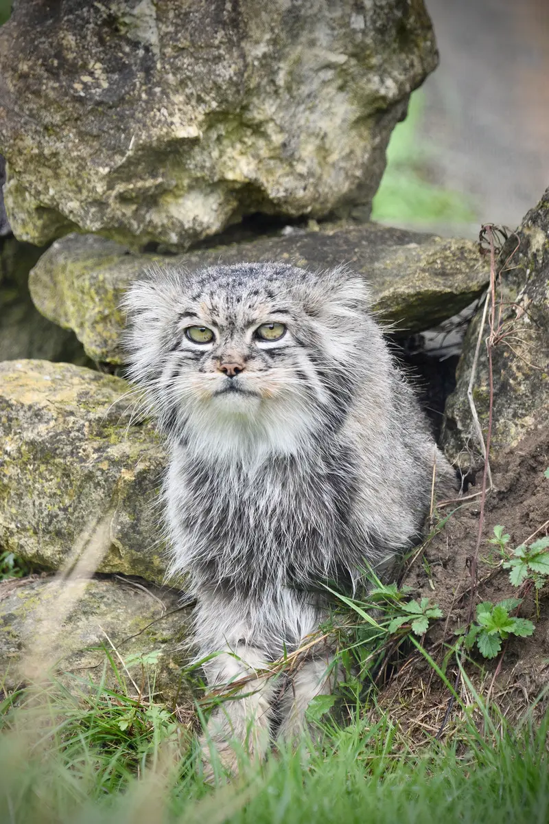 A photograph of Atlan in Port Lympne Wild Animal Park