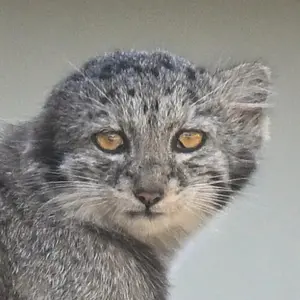 Saimi the Pallas's cat from Korkeasaari Zoo