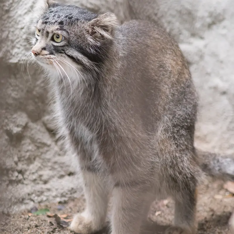A photograph of Figa in Nogeyama Zoo