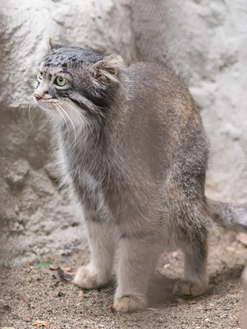 A photograph of Figa in Nogeyama Zoo