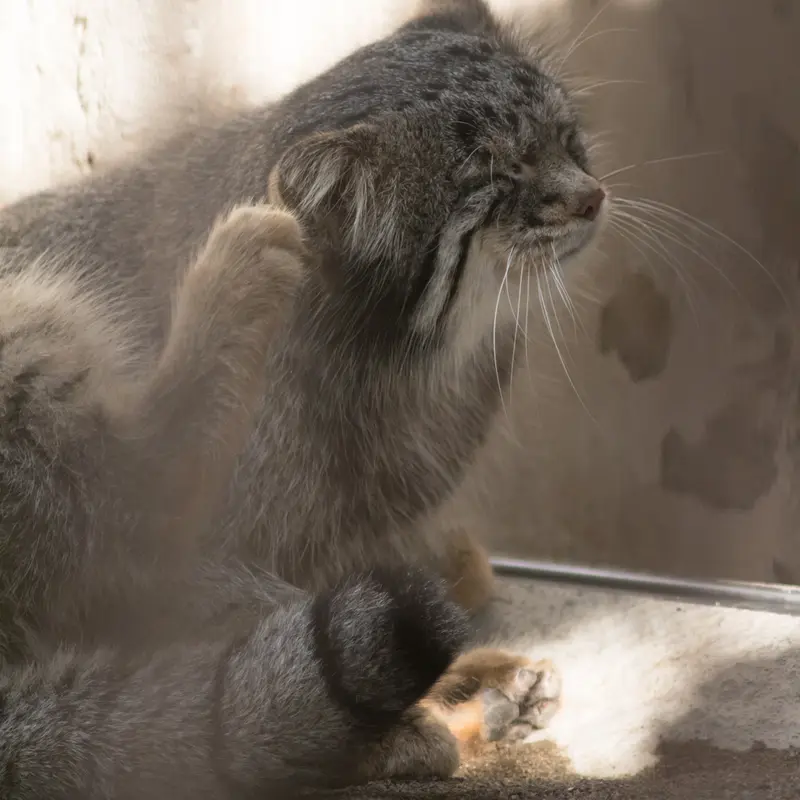 A photograph of Figa in Nogeyama Zoo