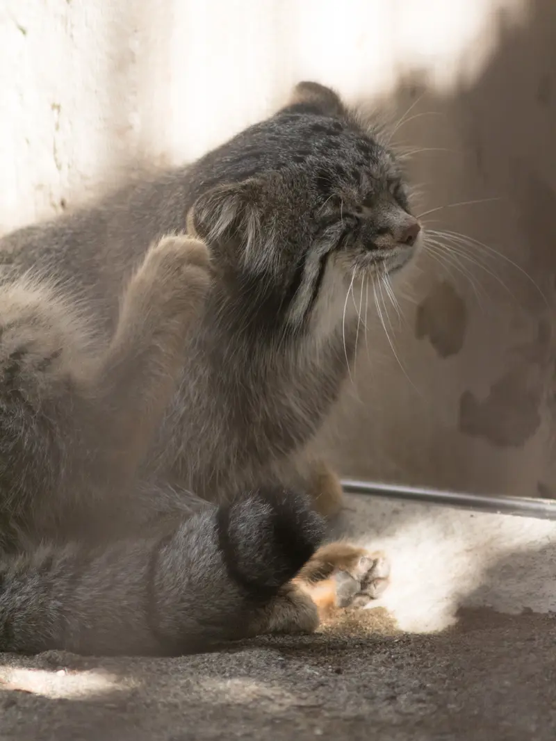 A photograph of Figa in Nogeyama Zoo