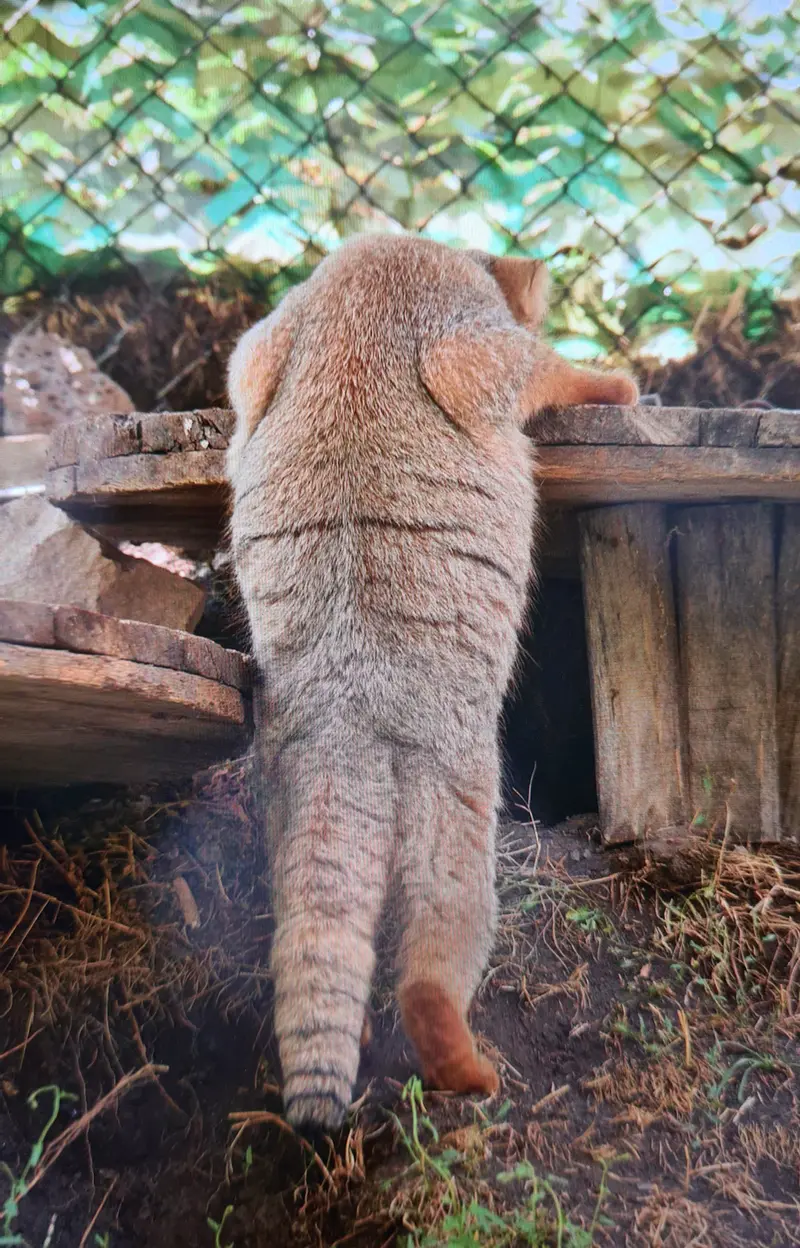 A photograph of a Pallas's cat