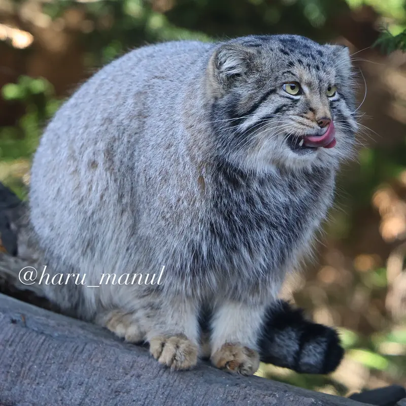 A photograph of Nagomu in Nasu Animal Kingdom