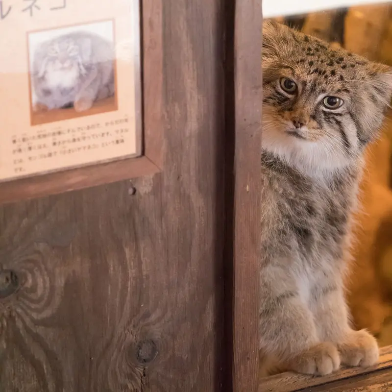 A photograph of Lotos in Saitama Children's Zoo
