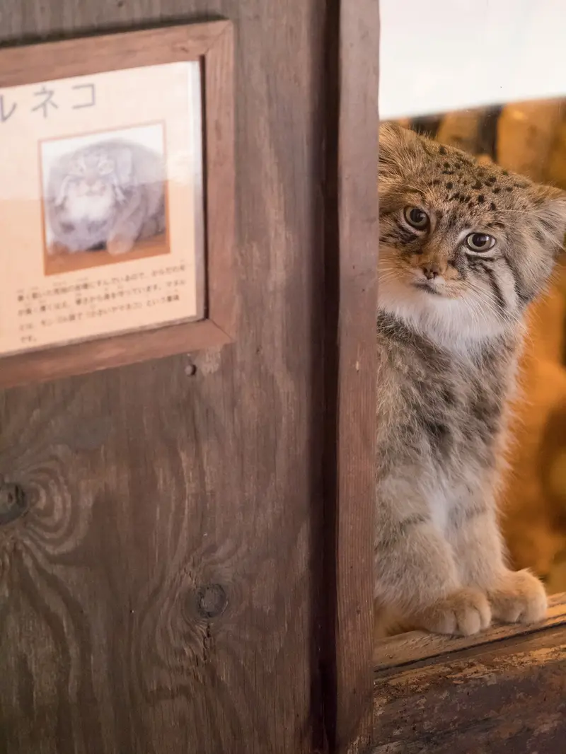 A photograph of Lotos in Saitama Children's Zoo