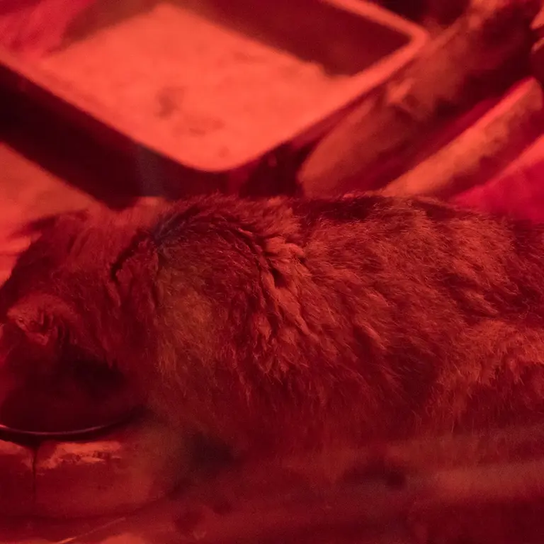 A photograph of Naim in Ueno Zoological Gardens
