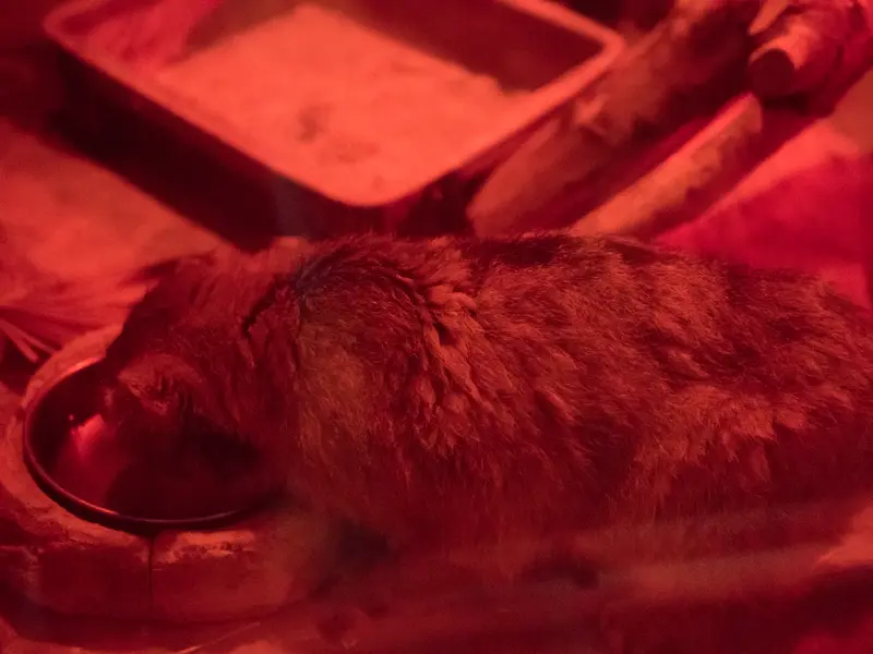 A photograph of Naim in Ueno Zoological Gardens