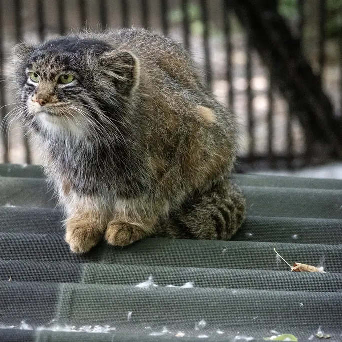A photograph of Marik in Novosibirsk Zoo