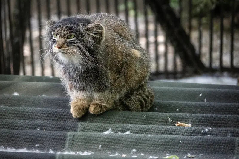 A photograph of Marik in Novosibirsk Zoo