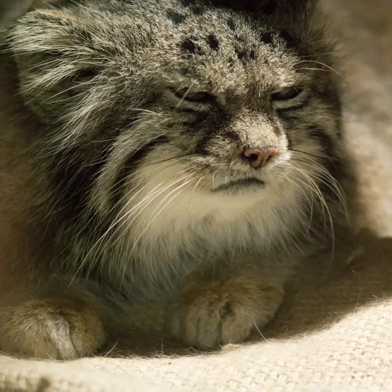 A photograph of Klyon in Ueno Zoological Gardens