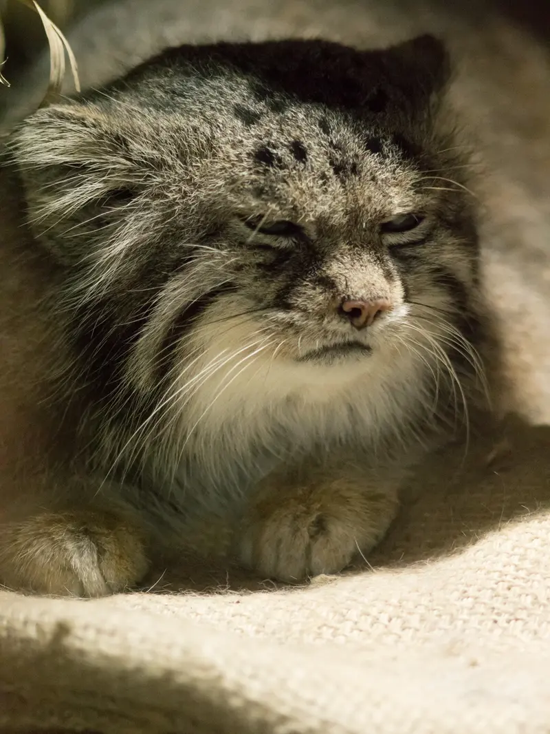 A photograph of Klyon in Ueno Zoological Gardens