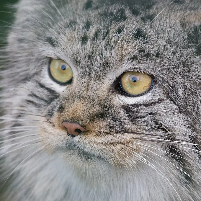 A photograph of Wei Shand in The Big Cat Sanctuary