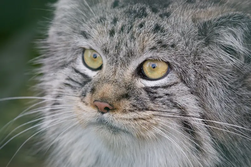 A photograph of Wei Shand in The Big Cat Sanctuary