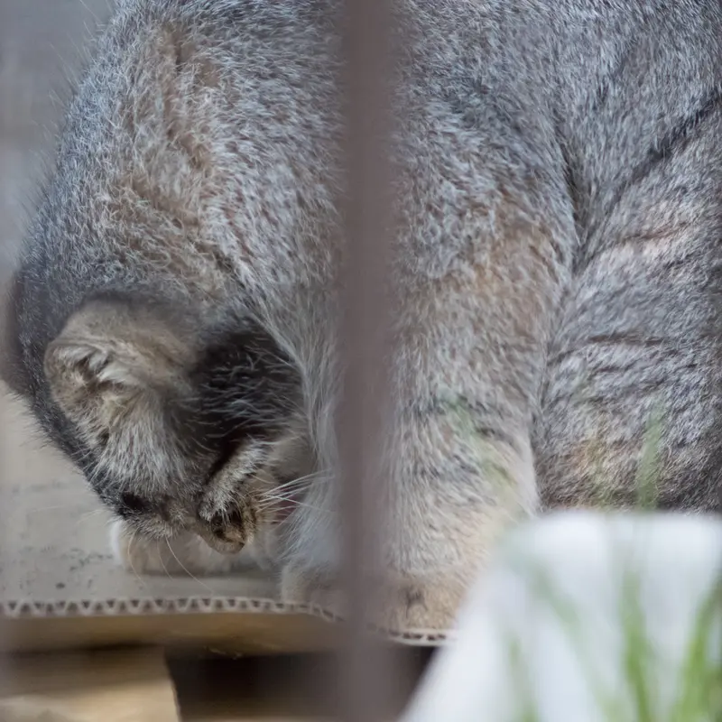 A photograph of Figa in Nogeyama Zoo