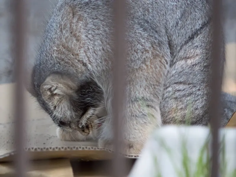 A photograph of Figa in Nogeyama Zoo