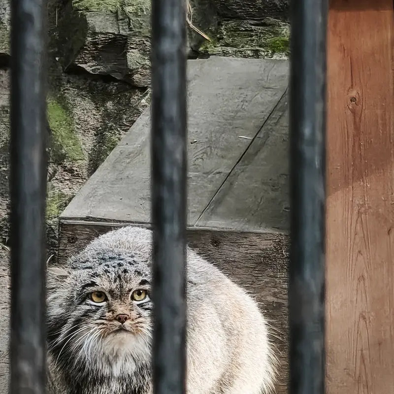 A photograph of Mensu in Novosibirsk Zoo