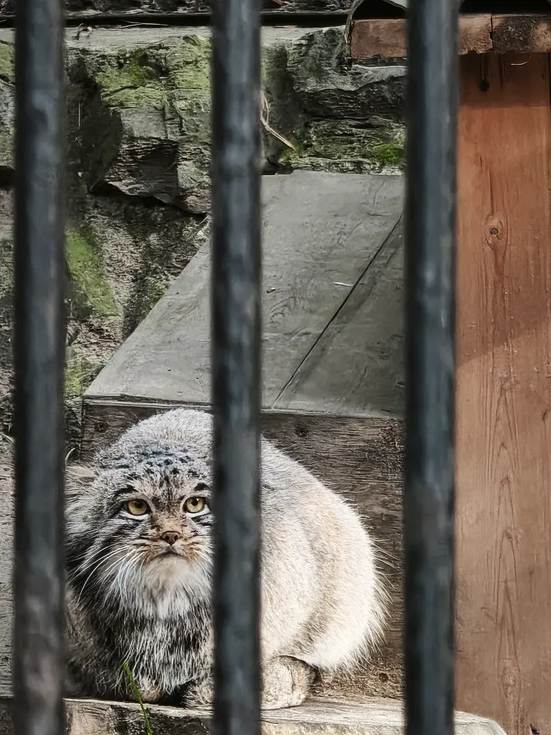 A photograph of Mensu in Novosibirsk Zoo