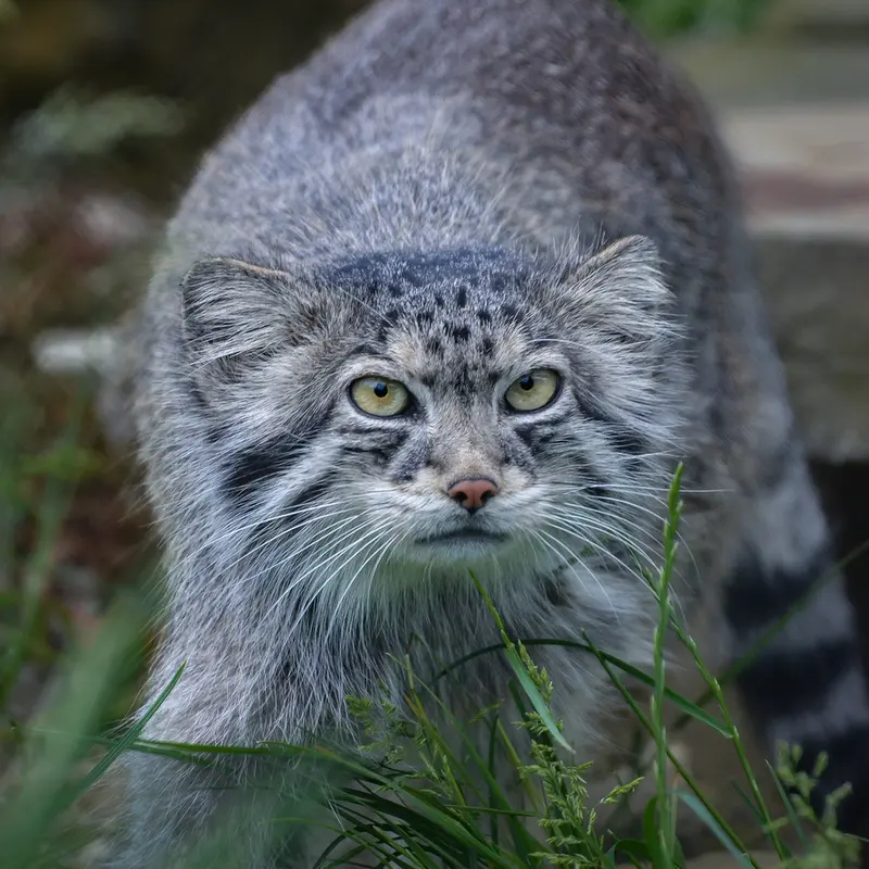 A photograph of a Pallas's cat in Port Lympne Wild Animal Park