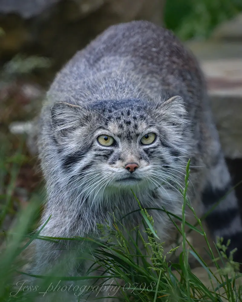 A photograph of a Pallas's cat in Port Lympne Wild Animal Park