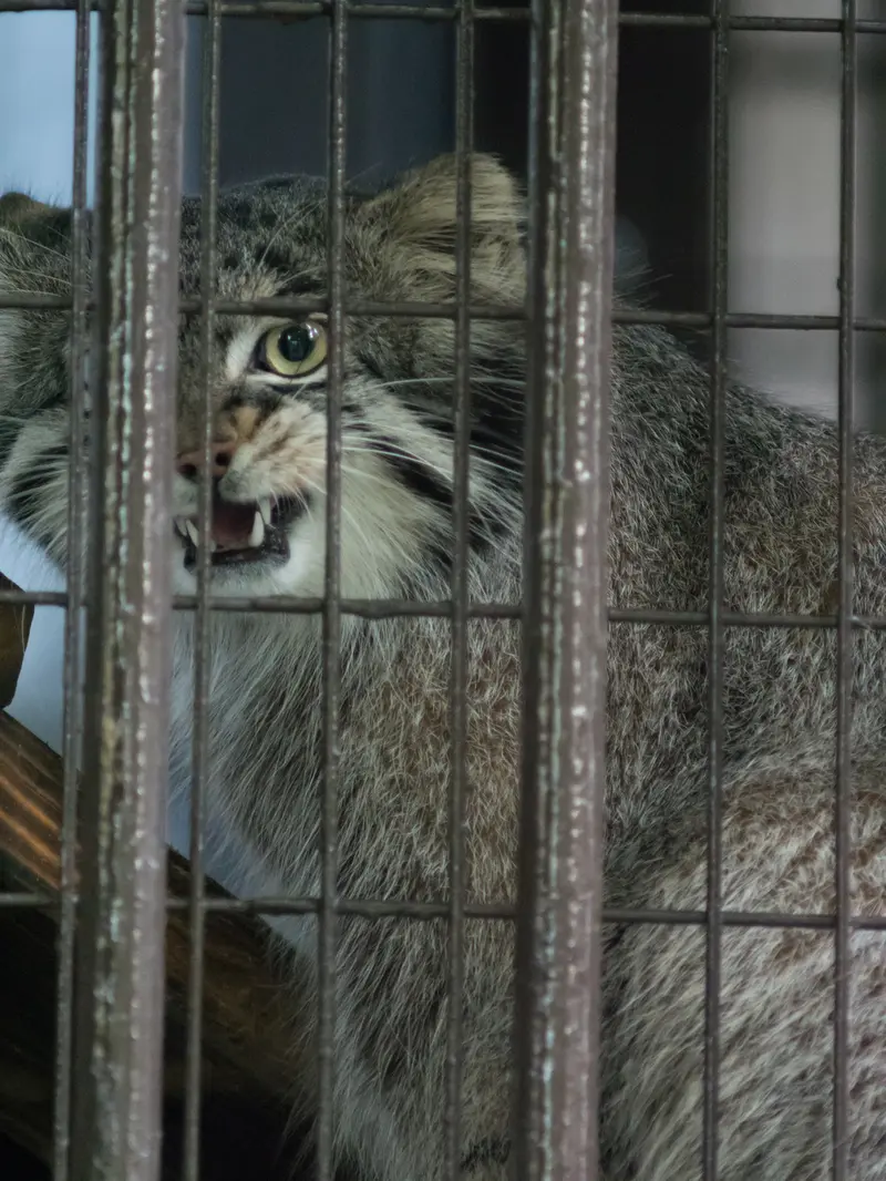 A photograph of Figa in Nogeyama Zoo