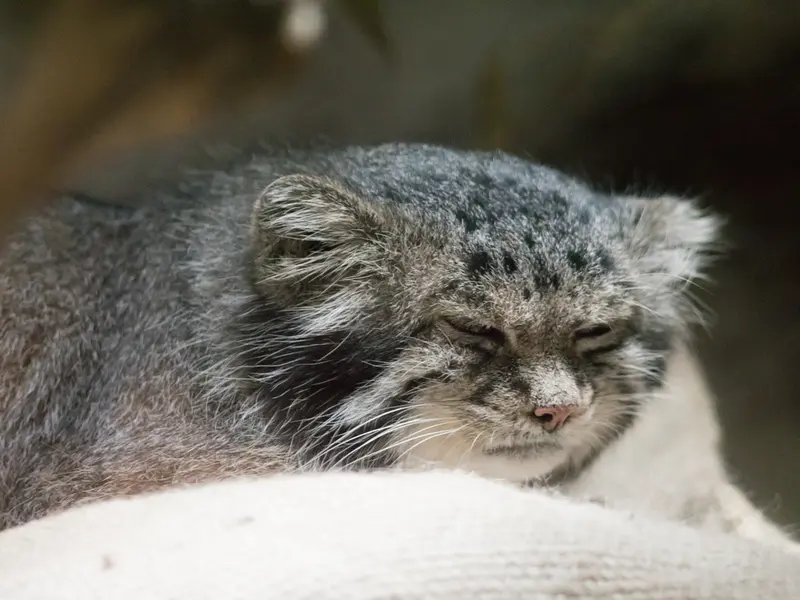 A photograph of Klyon in Ueno Zoological Gardens