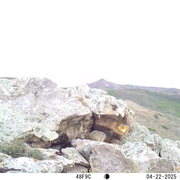 A photograph of Pika from Besshoky 1 camera trap