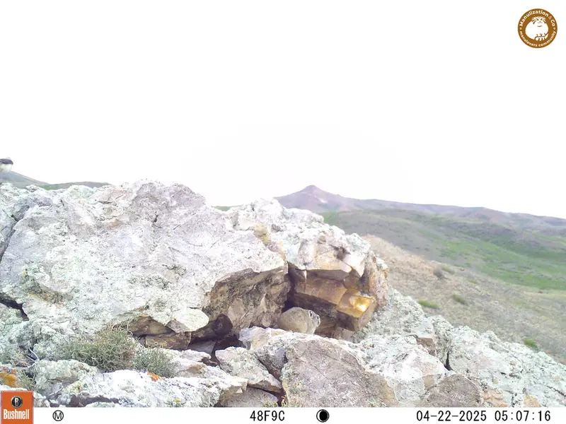A photograph of Pika from Besshoky 1 camera trap