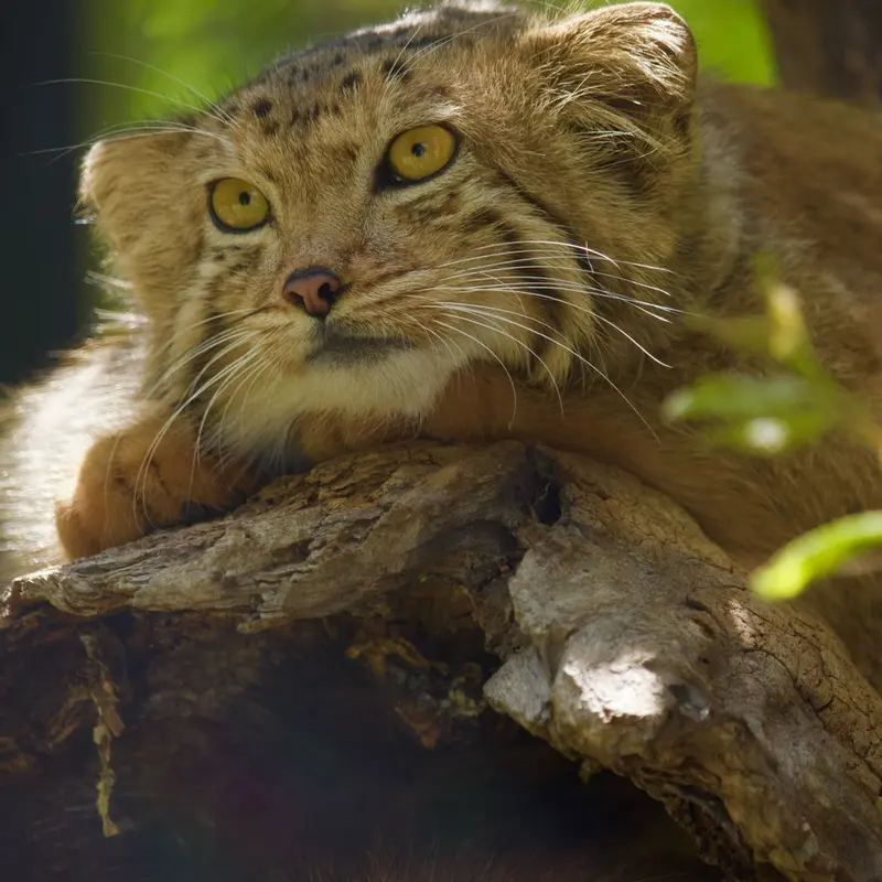 A photograph of Manó in Yerevan Zoo