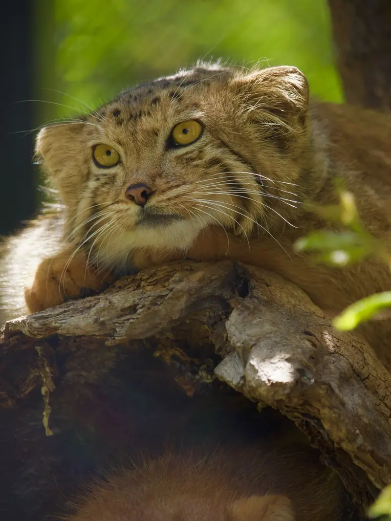 A photograph of Manó in Yerevan Zoo