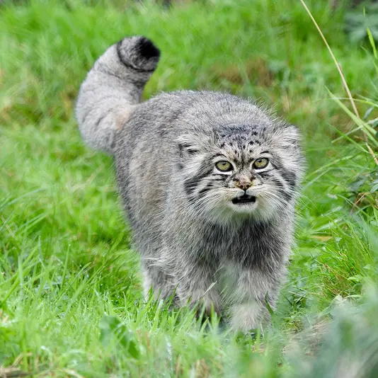A photograph of Atlan in Port Lympne Wild Animal Park