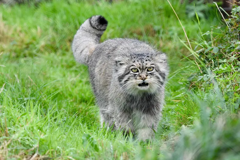 A photograph of Atlan in Port Lympne Wild Animal Park