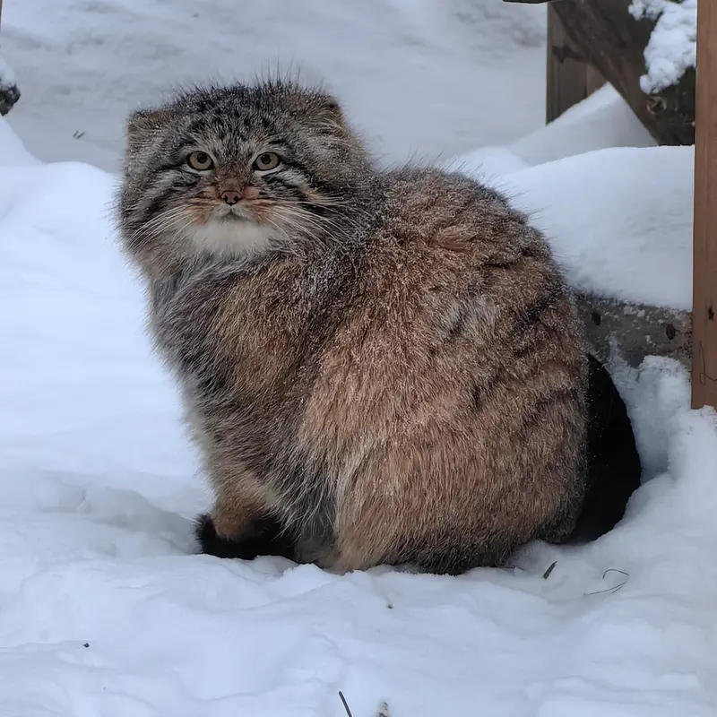 A photograph of Son of Snezhinka b.2025 Ⅳ in Novosibirsk Zoo