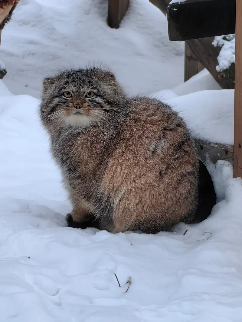 A photograph of Son of Snezhinka b.2025 Ⅳ in Novosibirsk Zoo