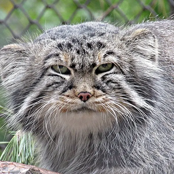 A photograph of Zelenogorsk in Novosibirsk Zoo