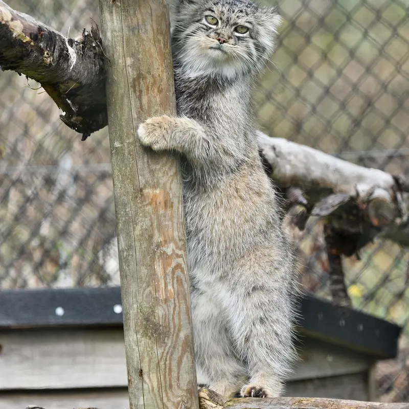 A photograph of Atlan in Port Lympne Wild Animal Park