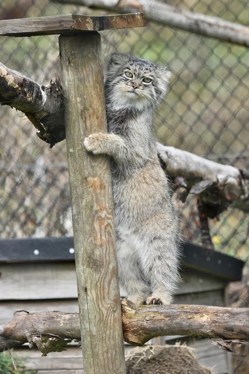 A photograph of Atlan in Port Lympne Wild Animal Park