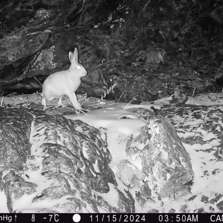 A photograph of European hare from Zhundy 1 camera trap