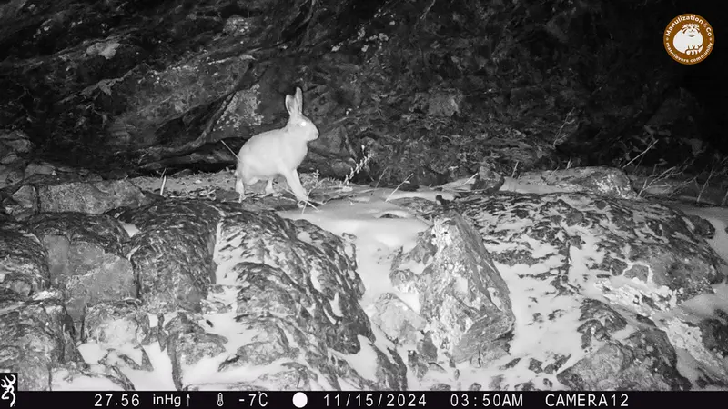 A photograph of European hare from Zhundy 1 camera trap