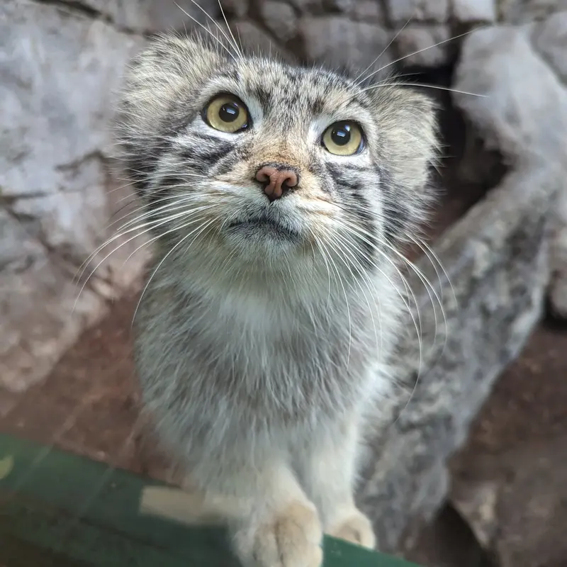 A photograph of Perseus in Birmingham Zoo