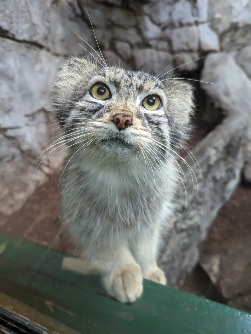 A photograph of Perseus in Birmingham Zoo