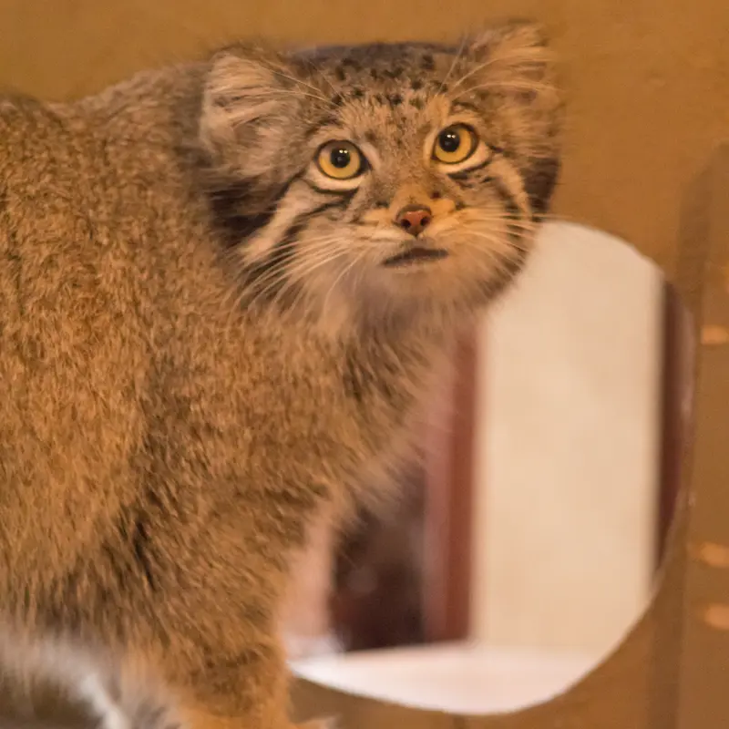 A photograph of Oto in Saitama Children's Zoo