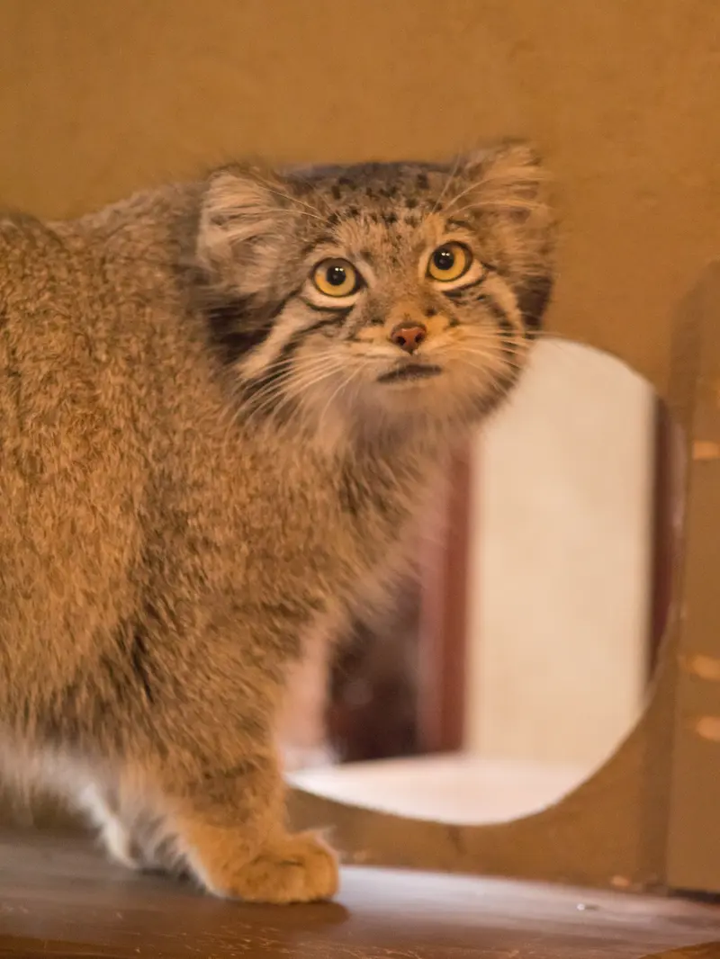 A photograph of Oto in Saitama Children's Zoo