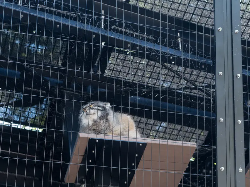 A photograph of Grusha in Asahiyama Zoo