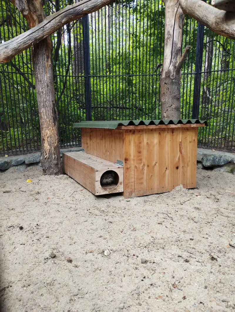 A photograph of a Pallas's cat in Novosibirsk Zoo