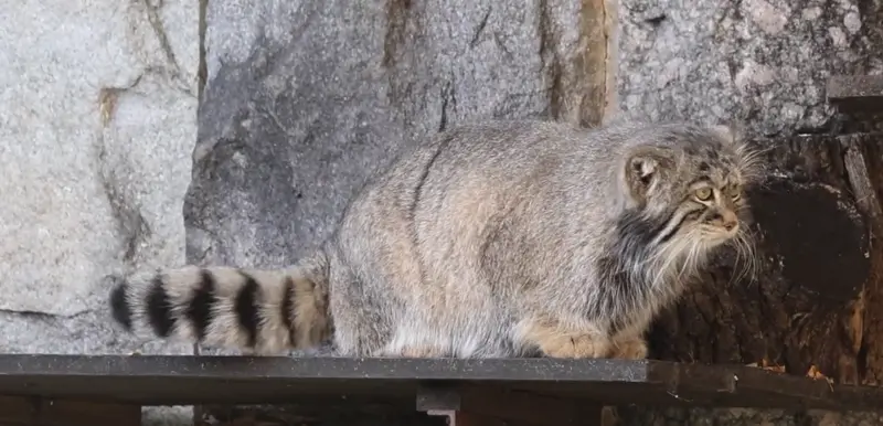 A photograph of a Pallas's cat