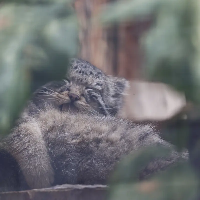 A photograph of a Pallas's cat