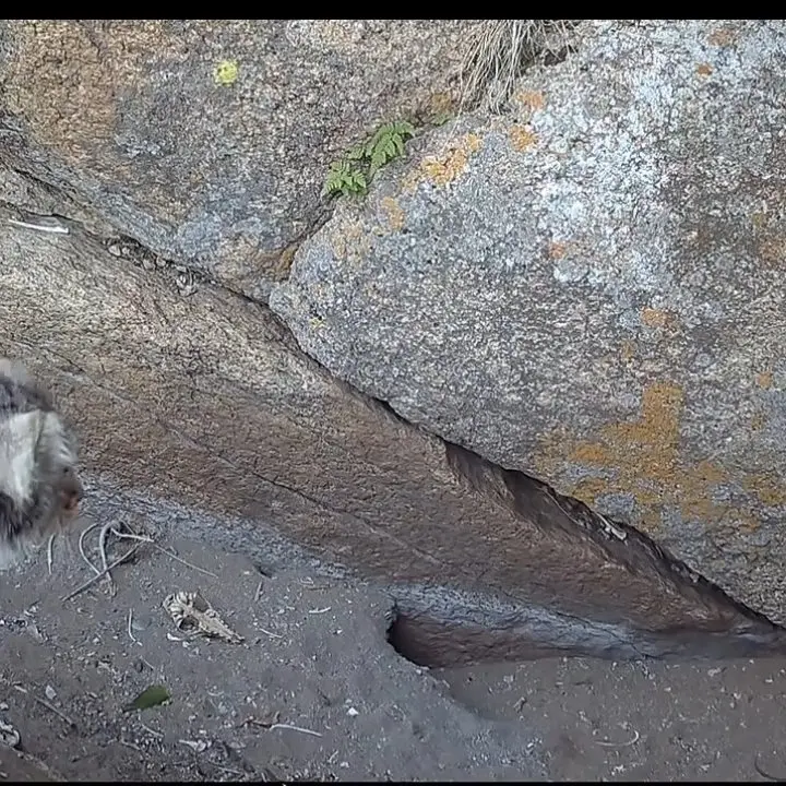 A photograph of a Pallas's cat