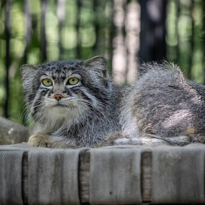 A photograph of Sylvester in Novosibirsk Zoo